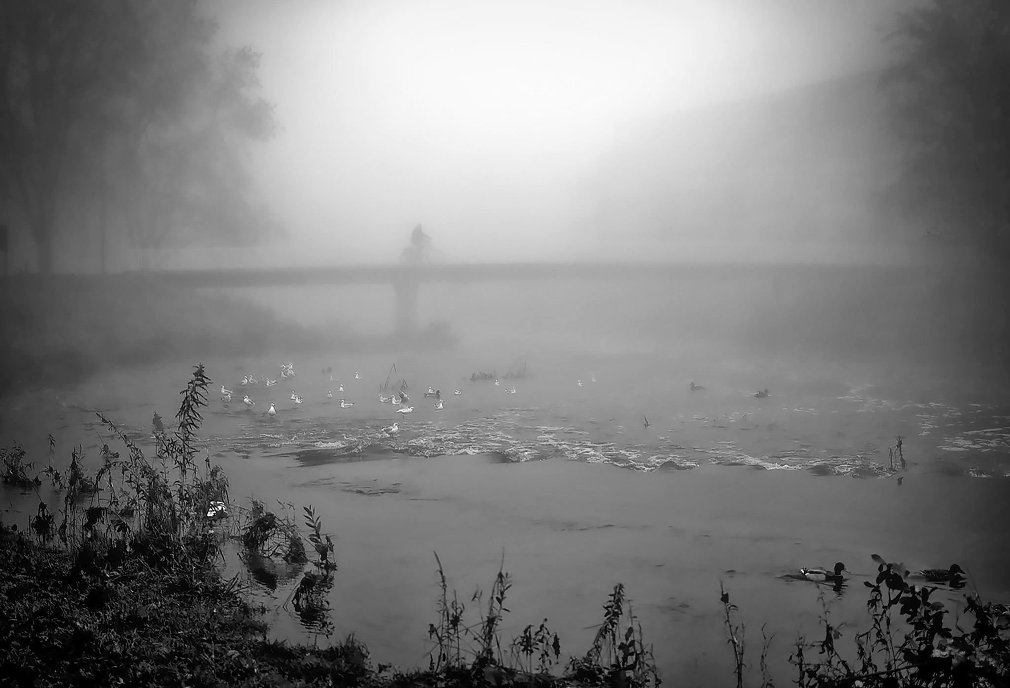 Fietser in de mist 2019