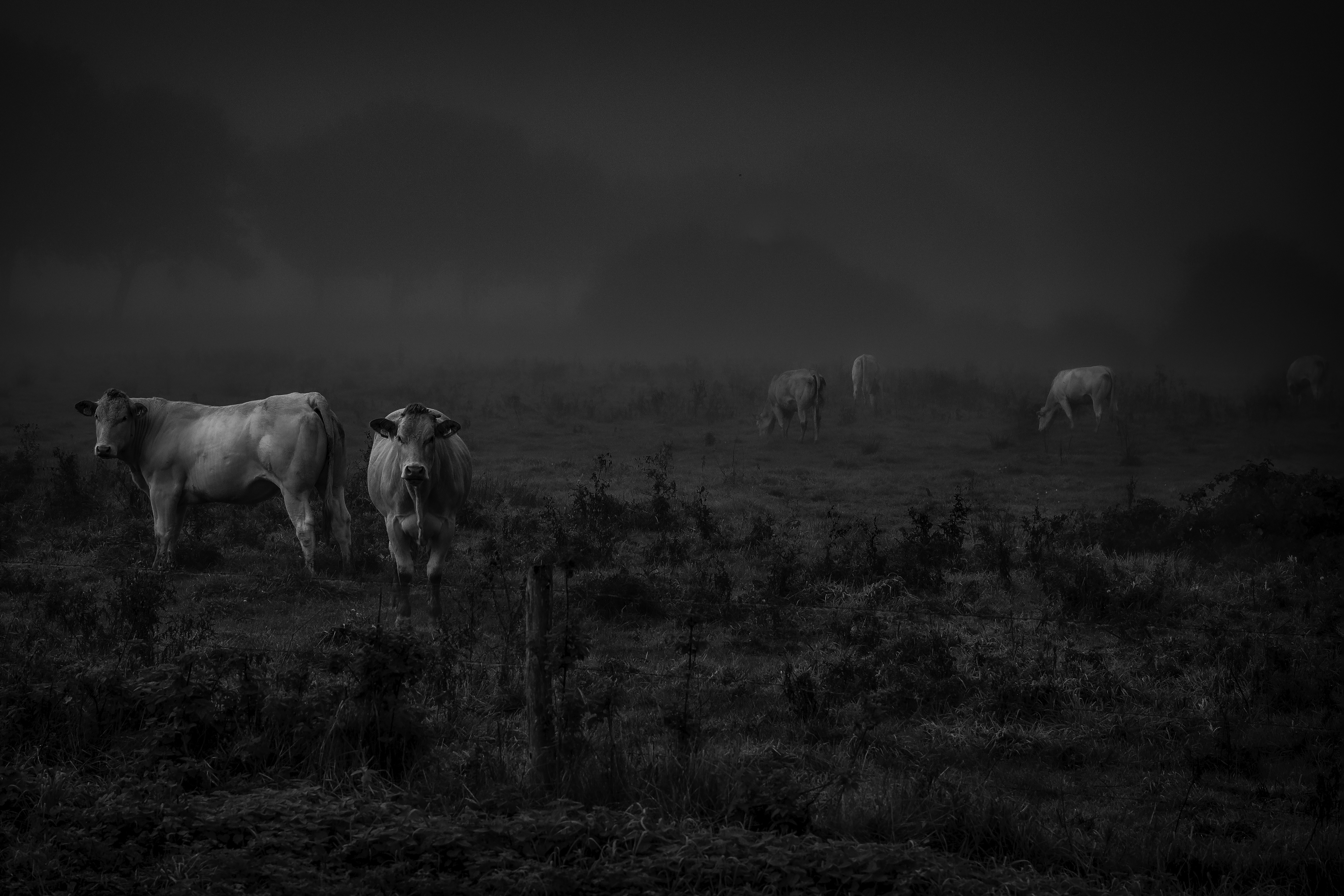 Koeien in de mist