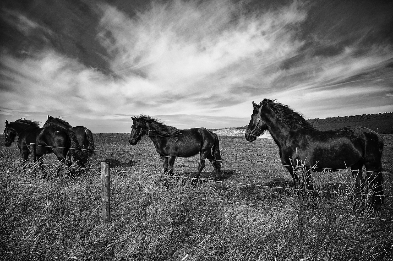 Paarden