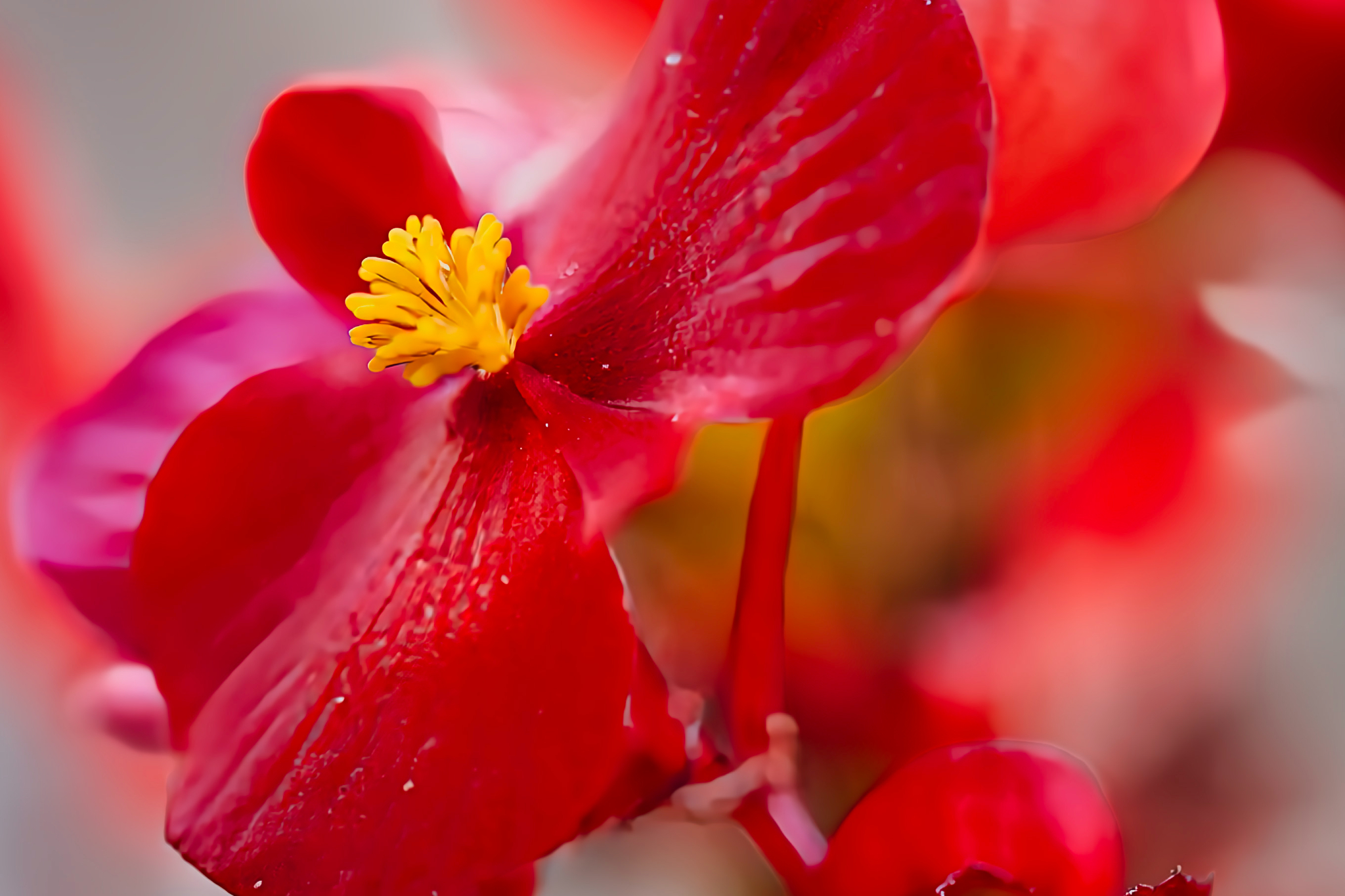 Bloem