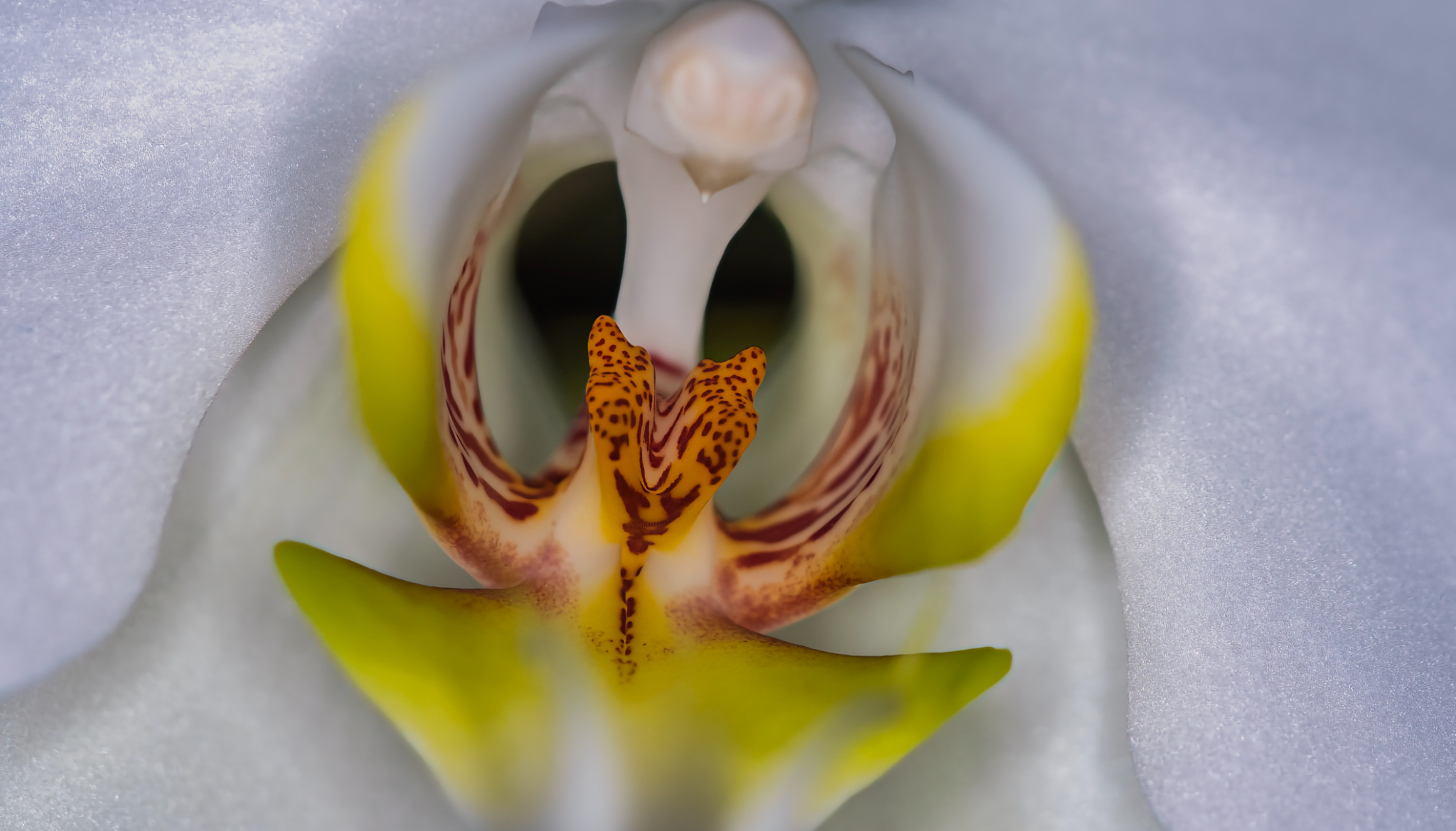 orchidee